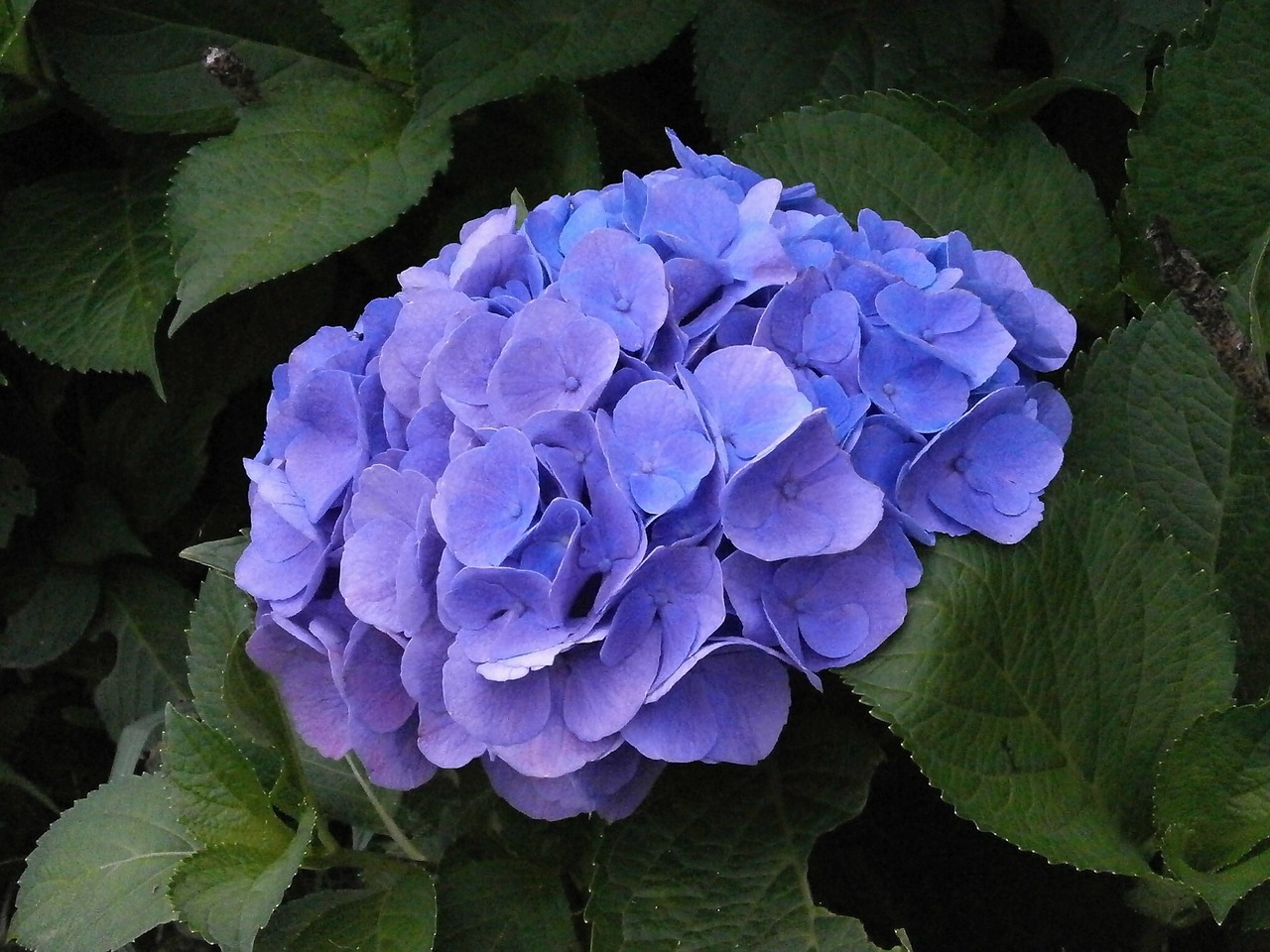 hydrangea summer flowers blue flowers free photo