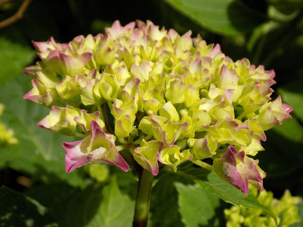 hydrangea hydrangea plants hydrangeaceae free photo