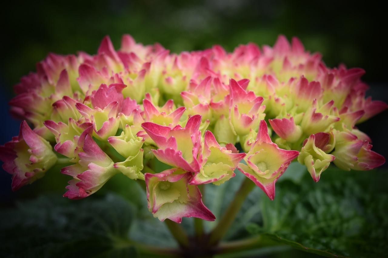 hydrangea blossom bloom free photo