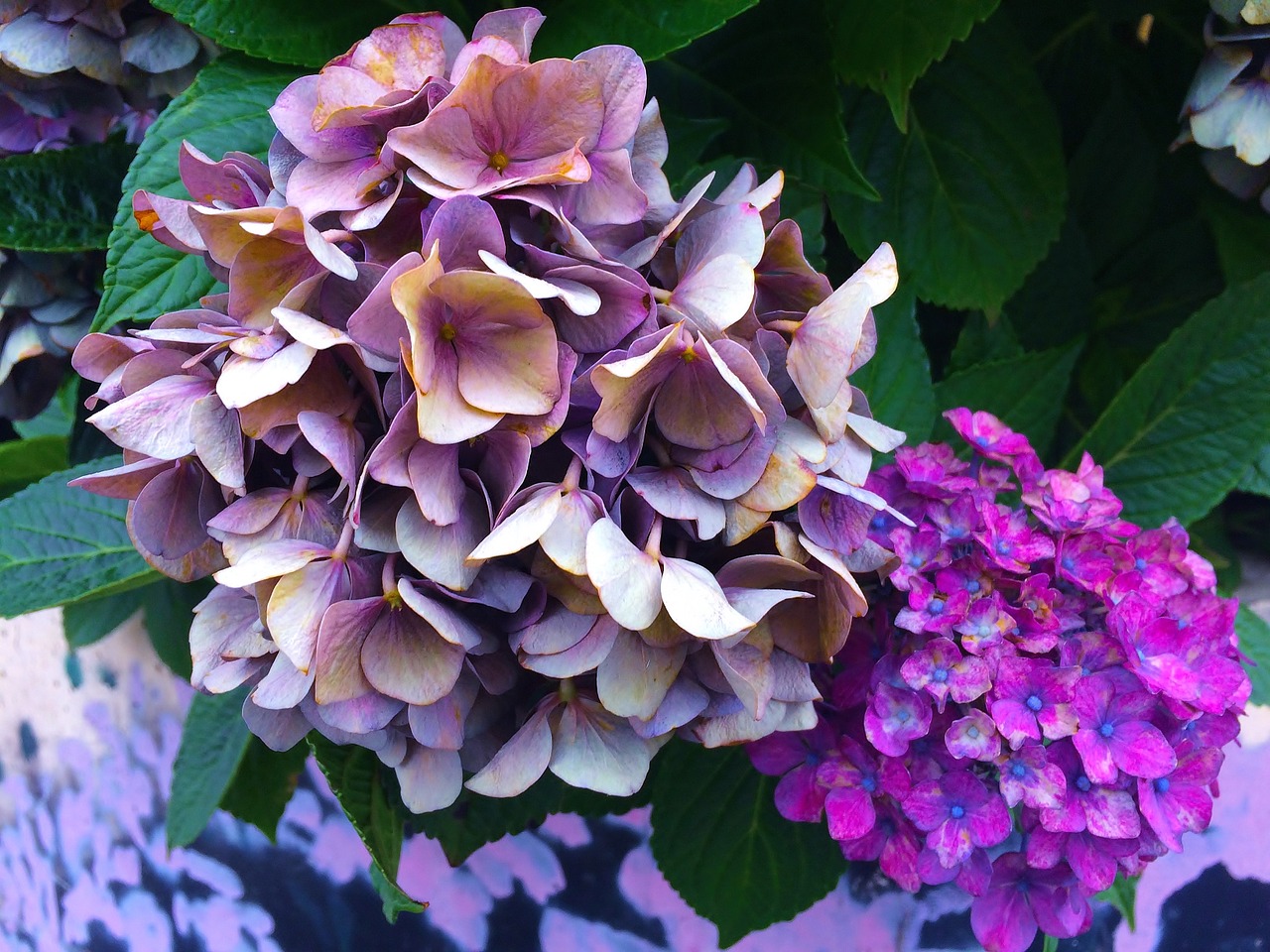 hydrangea sunny unusual color free photo