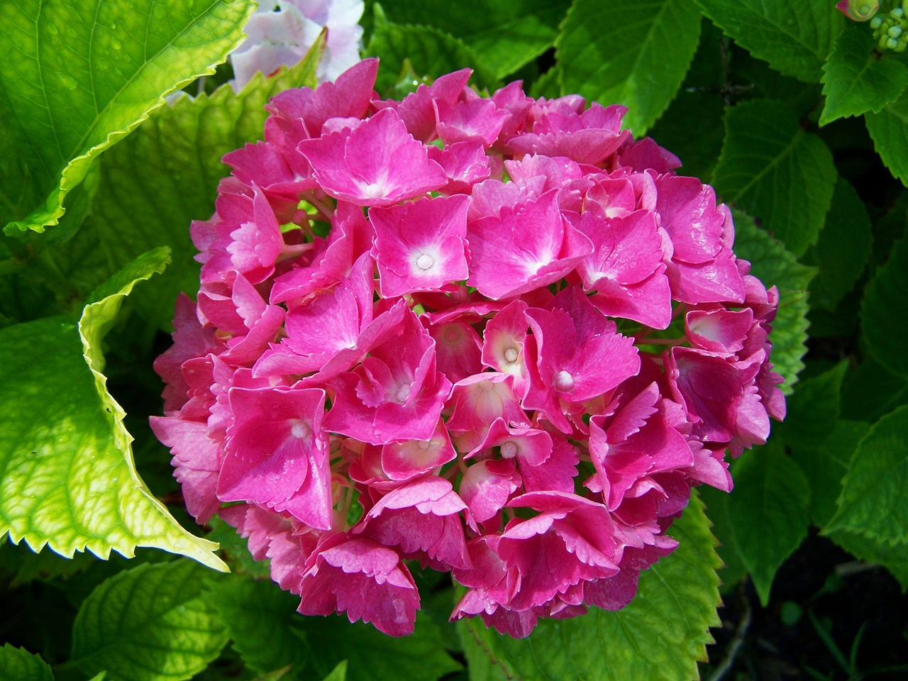 hydrangea pink flower garden summer flower free photo