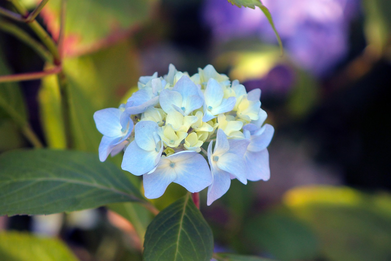 hydrangea flower garden free photo