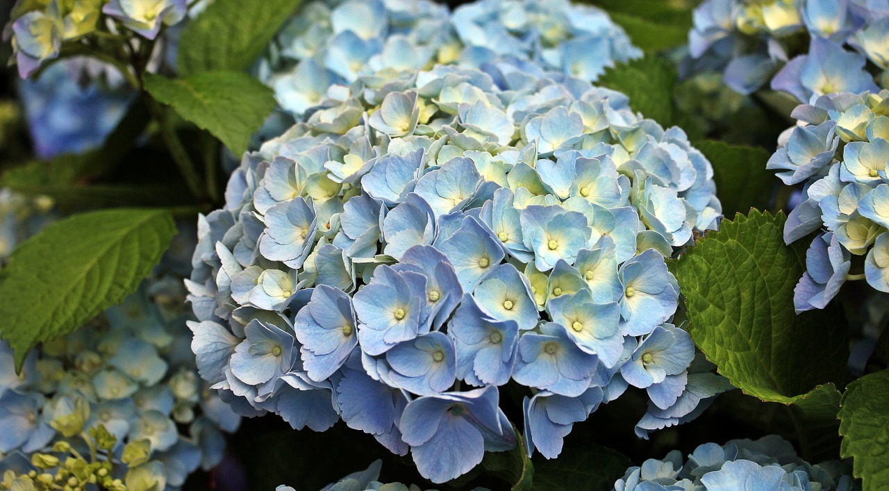 hydrangea flower ornamental flower free photo