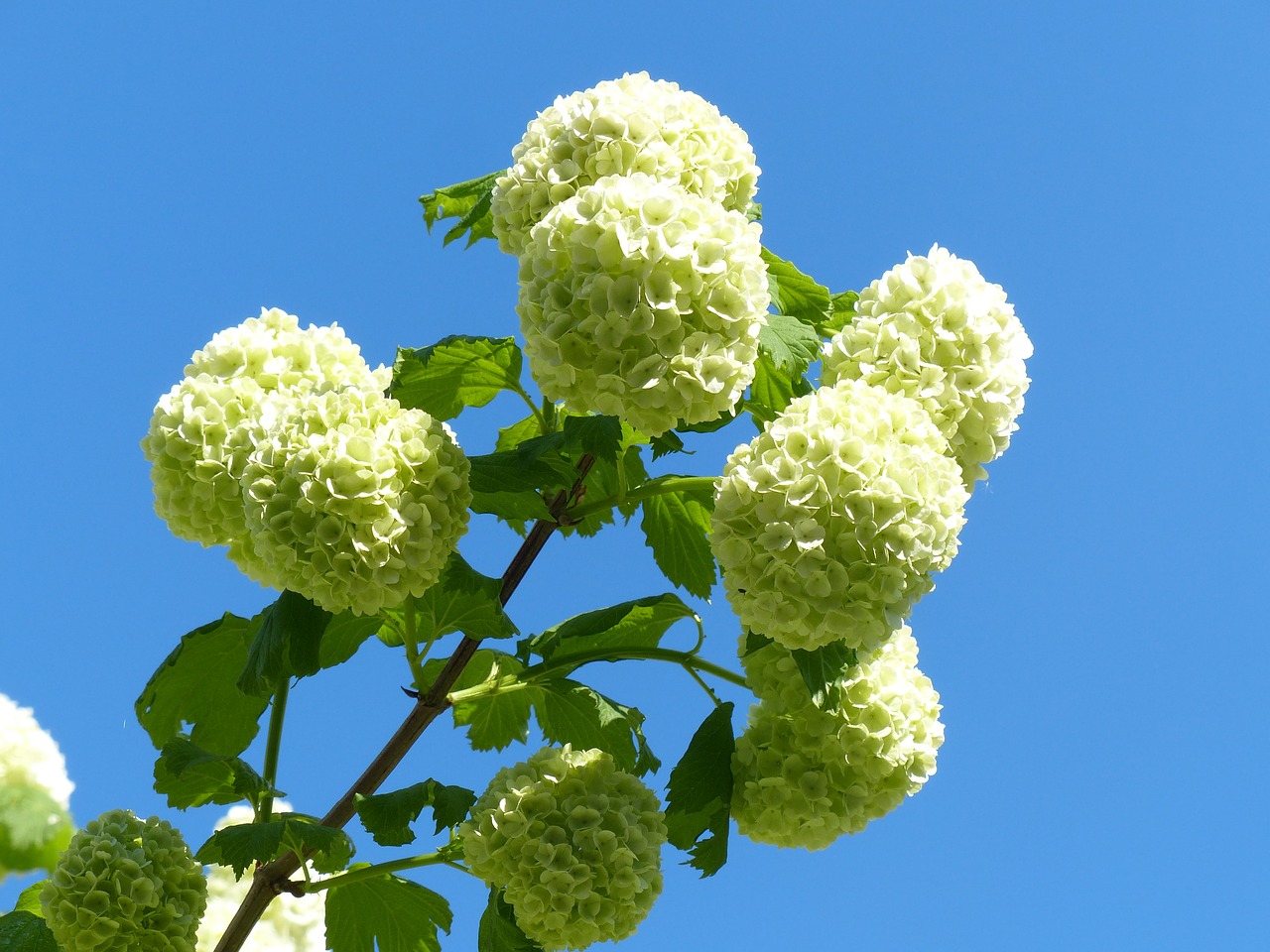 hydrangea snow ball white flowers free photo