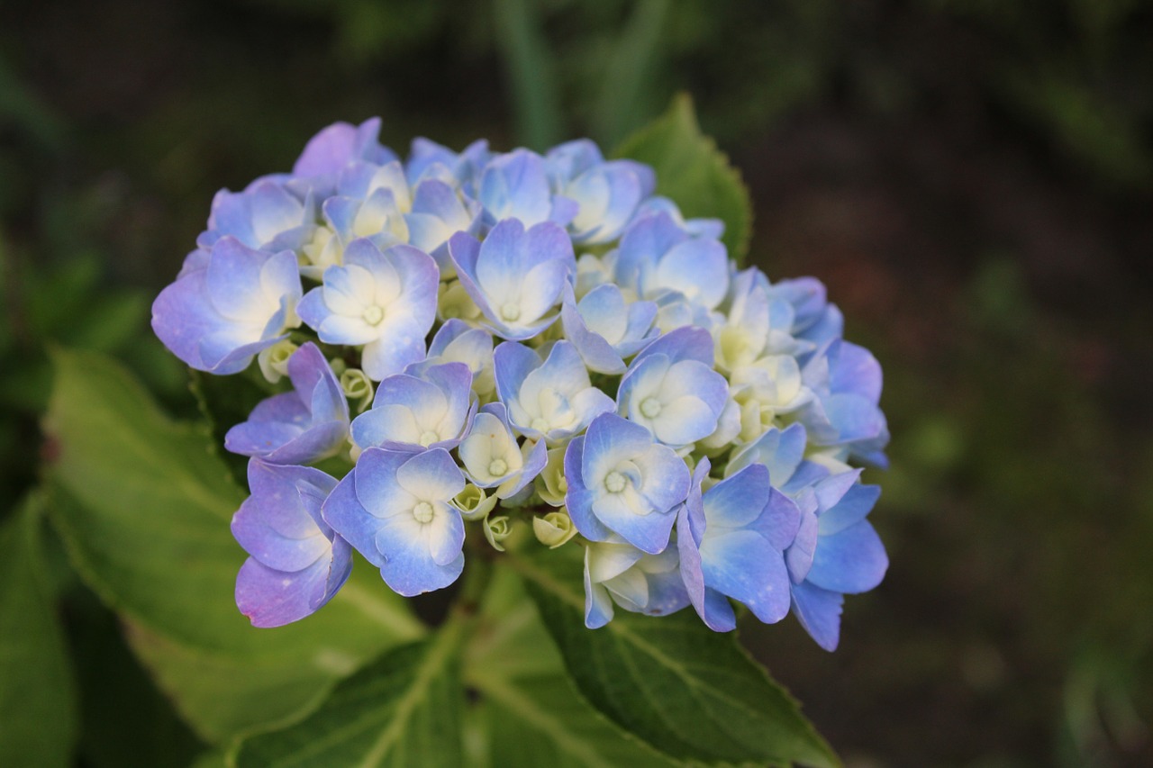 hydrangea blossom bloom free photo