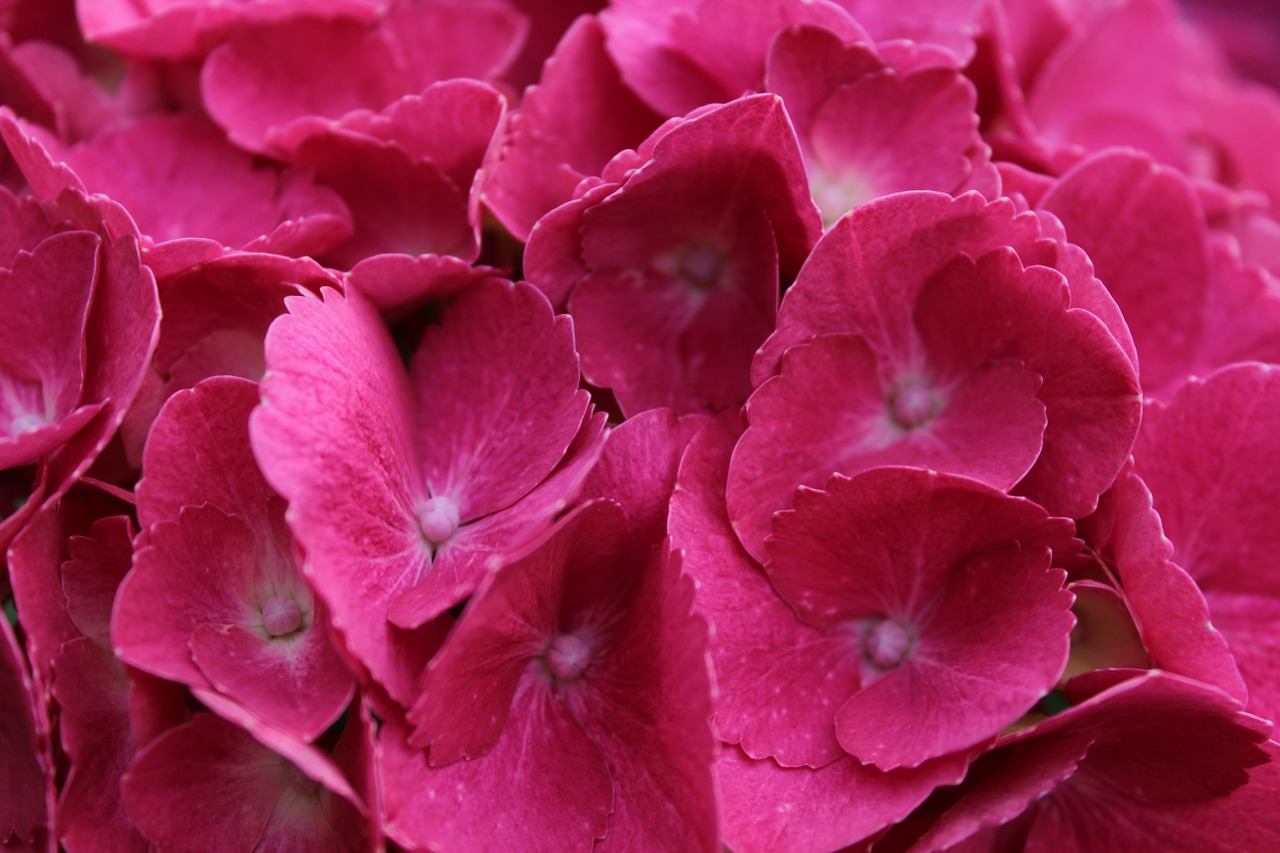 hydrangea pink blossom free photo