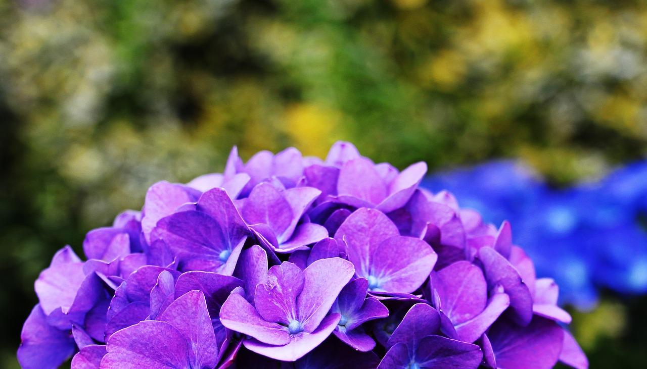 hydrangea flower ornamental flower free photo