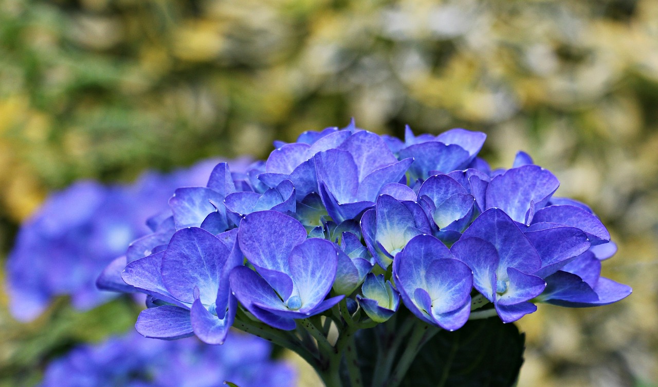 hydrangea flower ornamental flower free photo