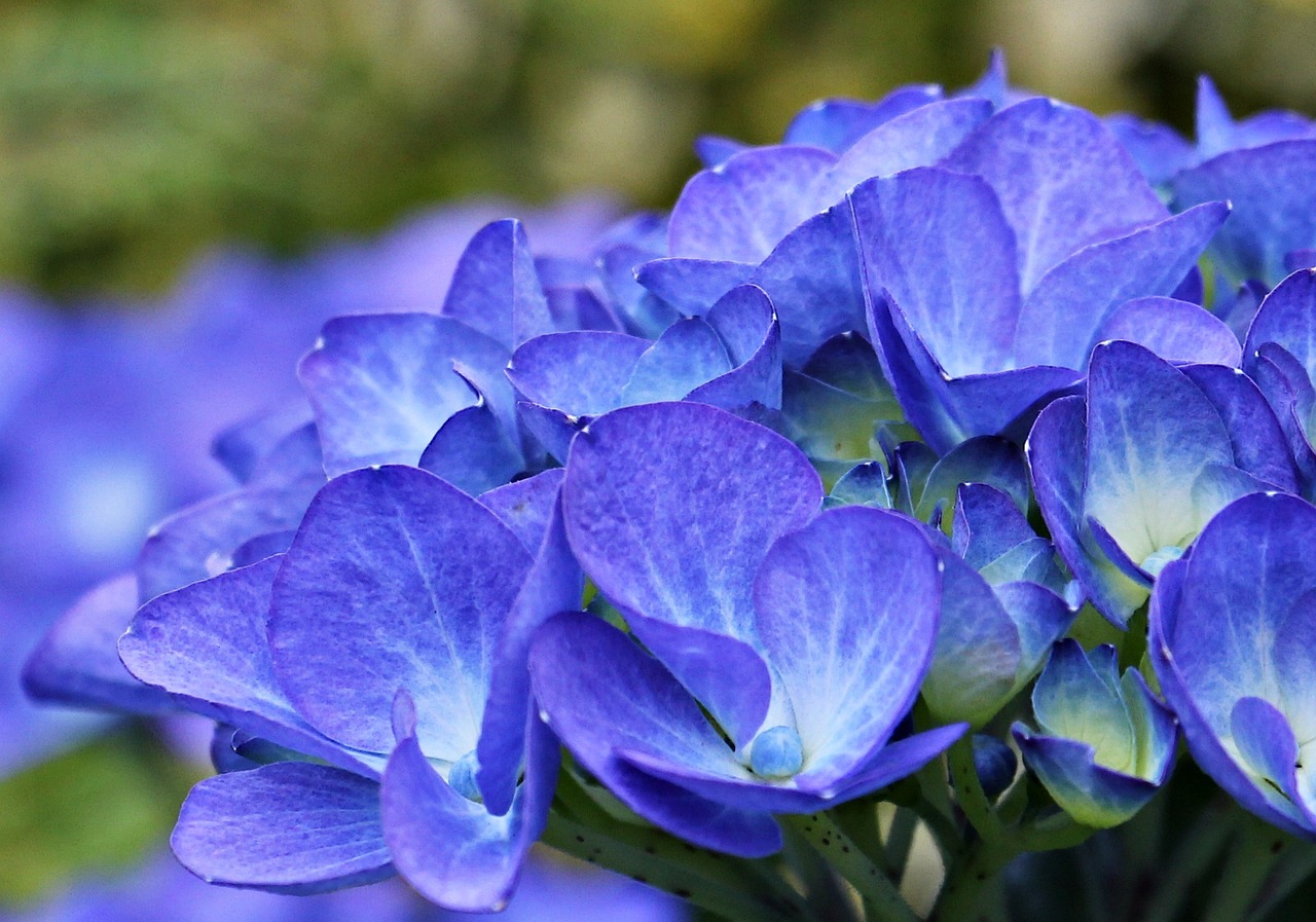 hydrangea flower ornamental flower free photo