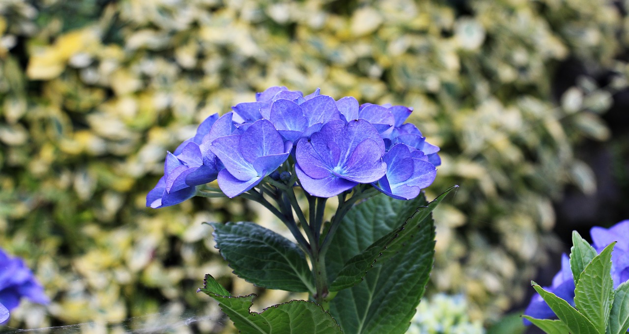 hydrangea flower ornamental flower free photo