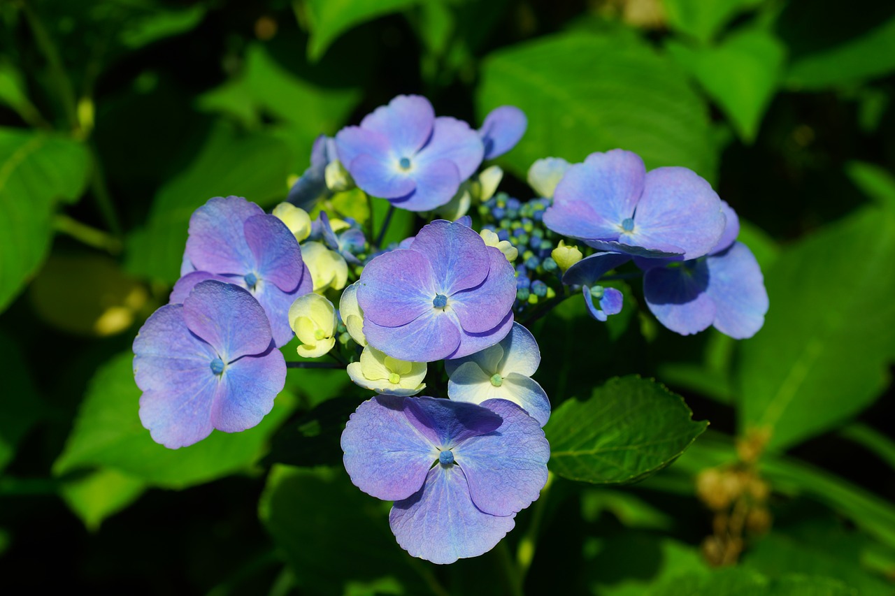 hydrangea flower ornamental flower free photo