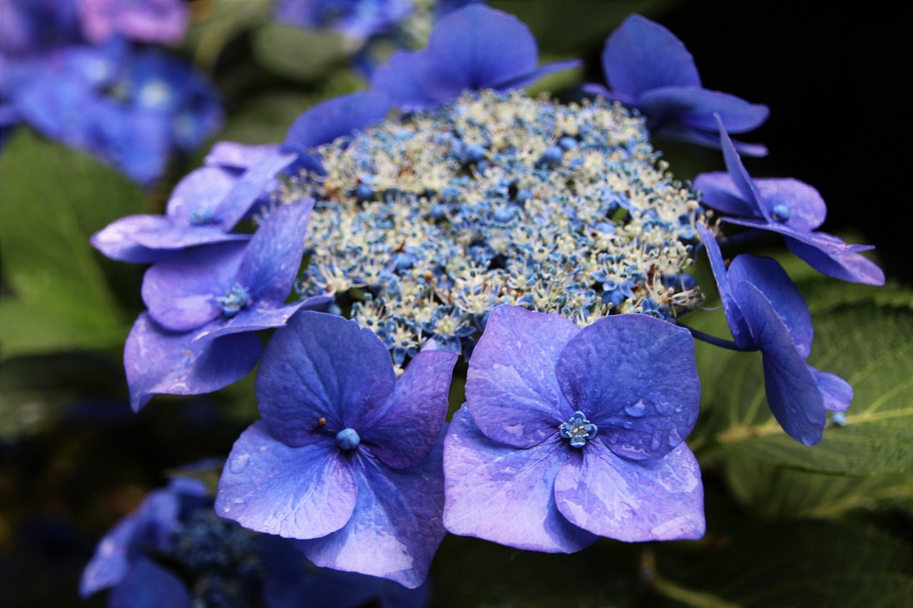 hydrangea summer garden blue free photo