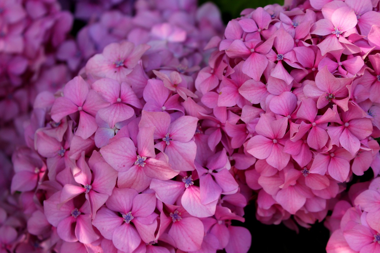 hydrangea flower pink free photo