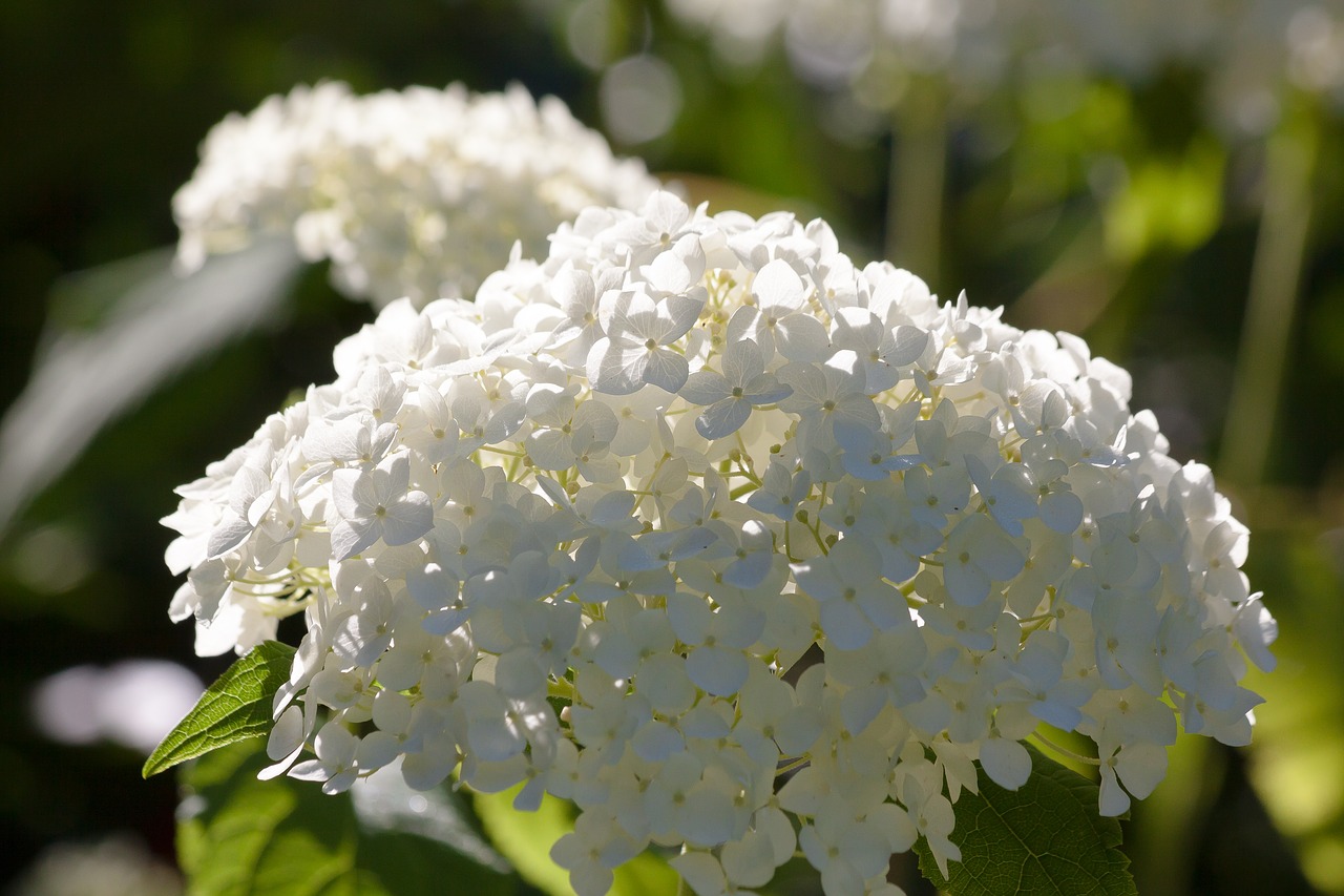 hydrangea genus greenhouse hydrangea free photo