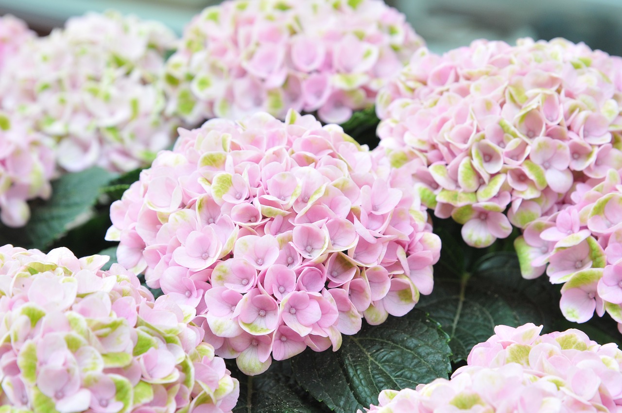 hydrangea pink flower free photo