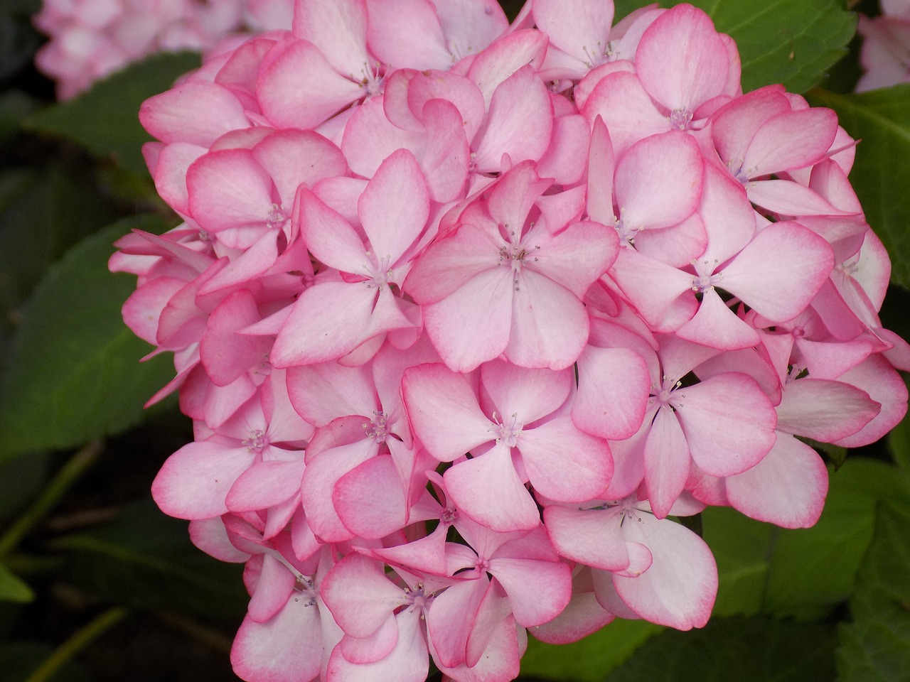 hydrangea flower plant free photo