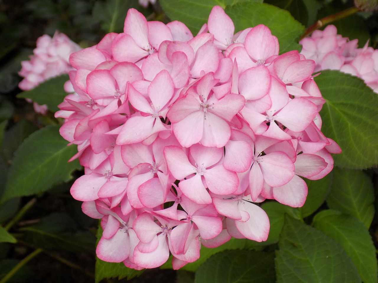 hydrangea flower plant free photo