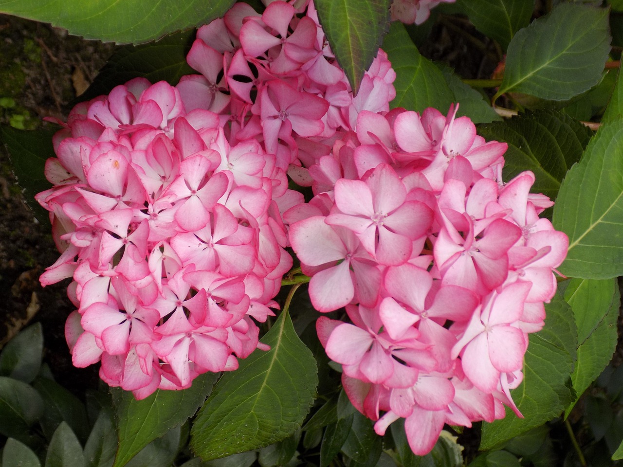 hydrangea flower plant free photo