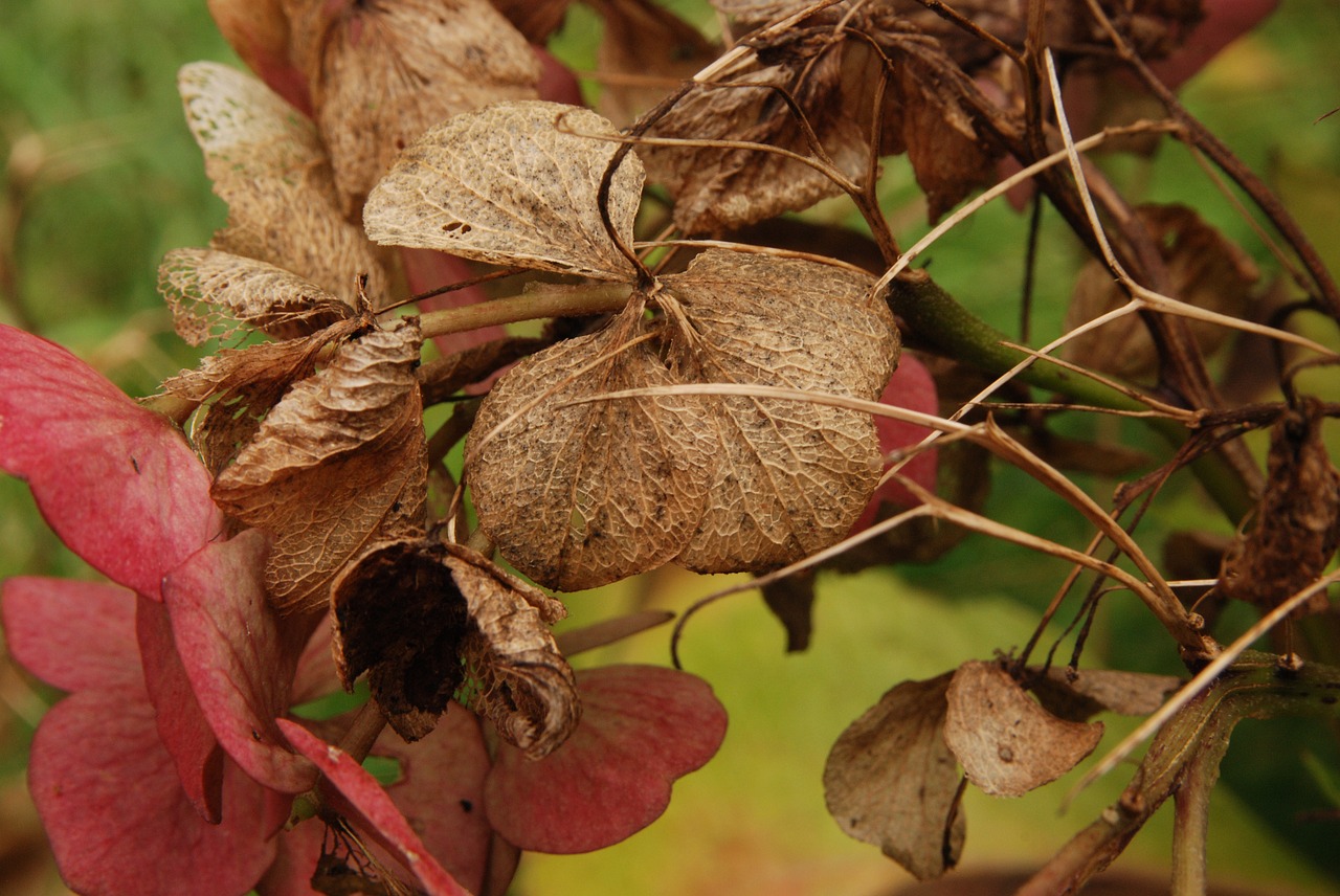 hydrangea autumn grain free photo