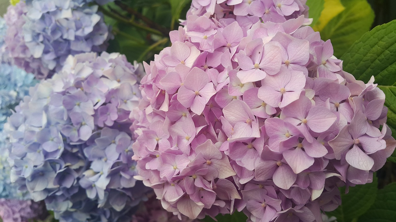 hydrangea petal flowers free photo