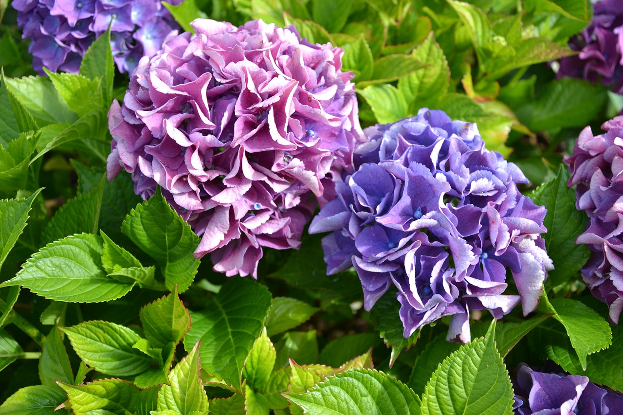 hydrangea purple green free photo