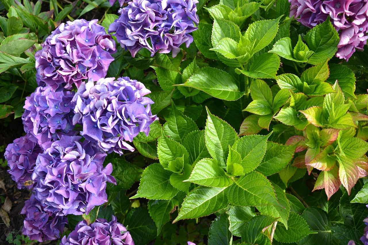 hydrangea purple green free photo