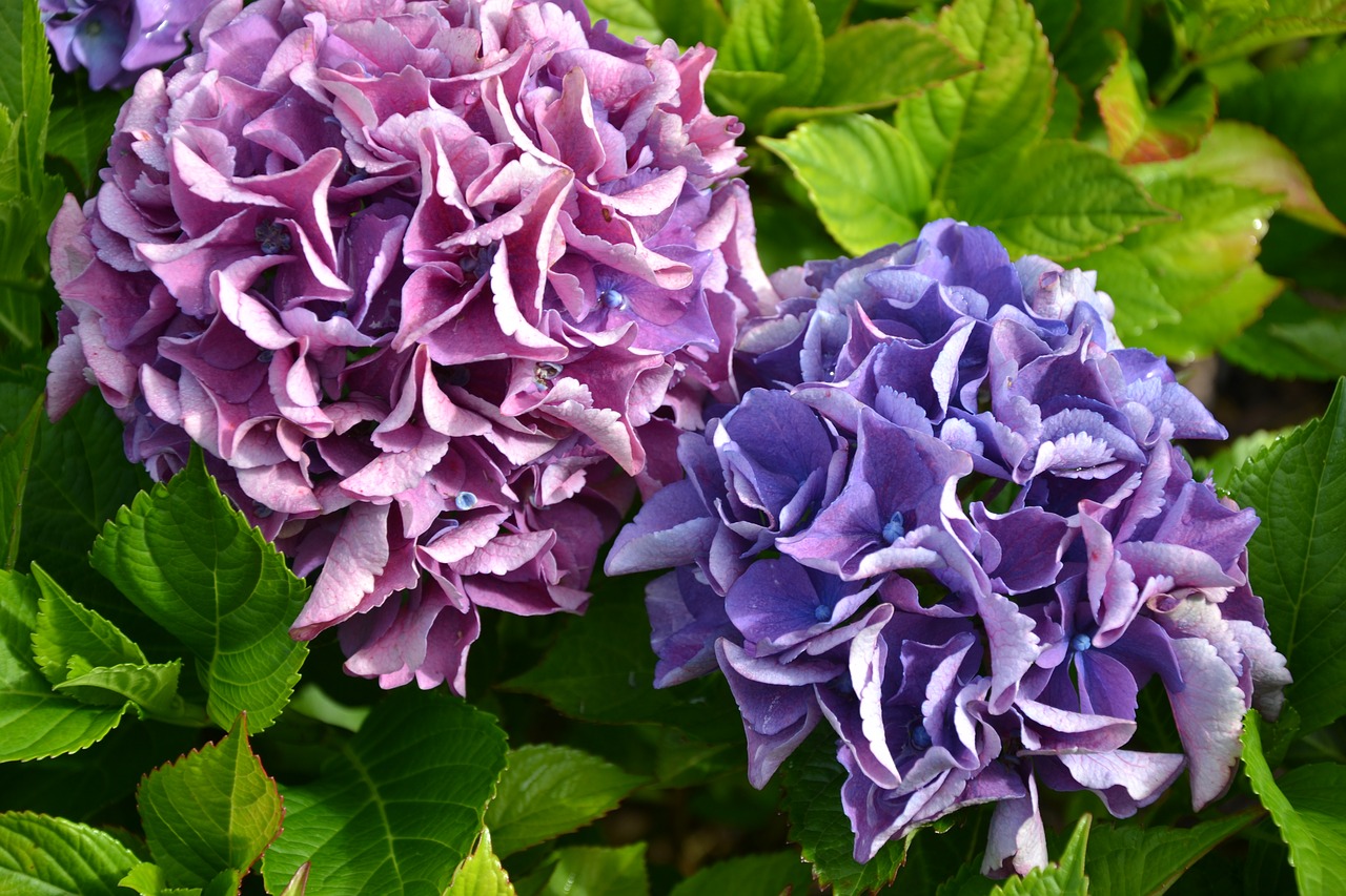 hydrangea purple green free photo