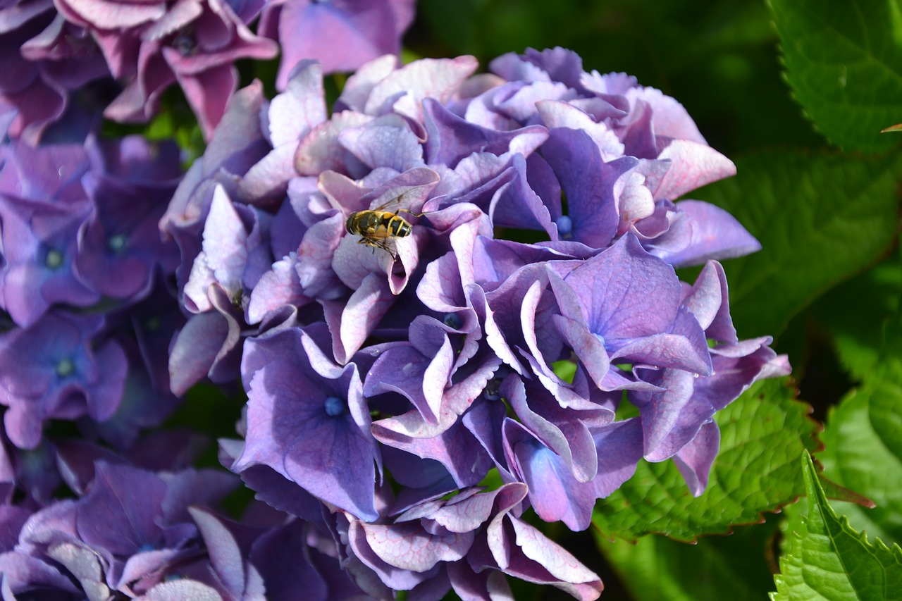 hydrangea purple green free photo