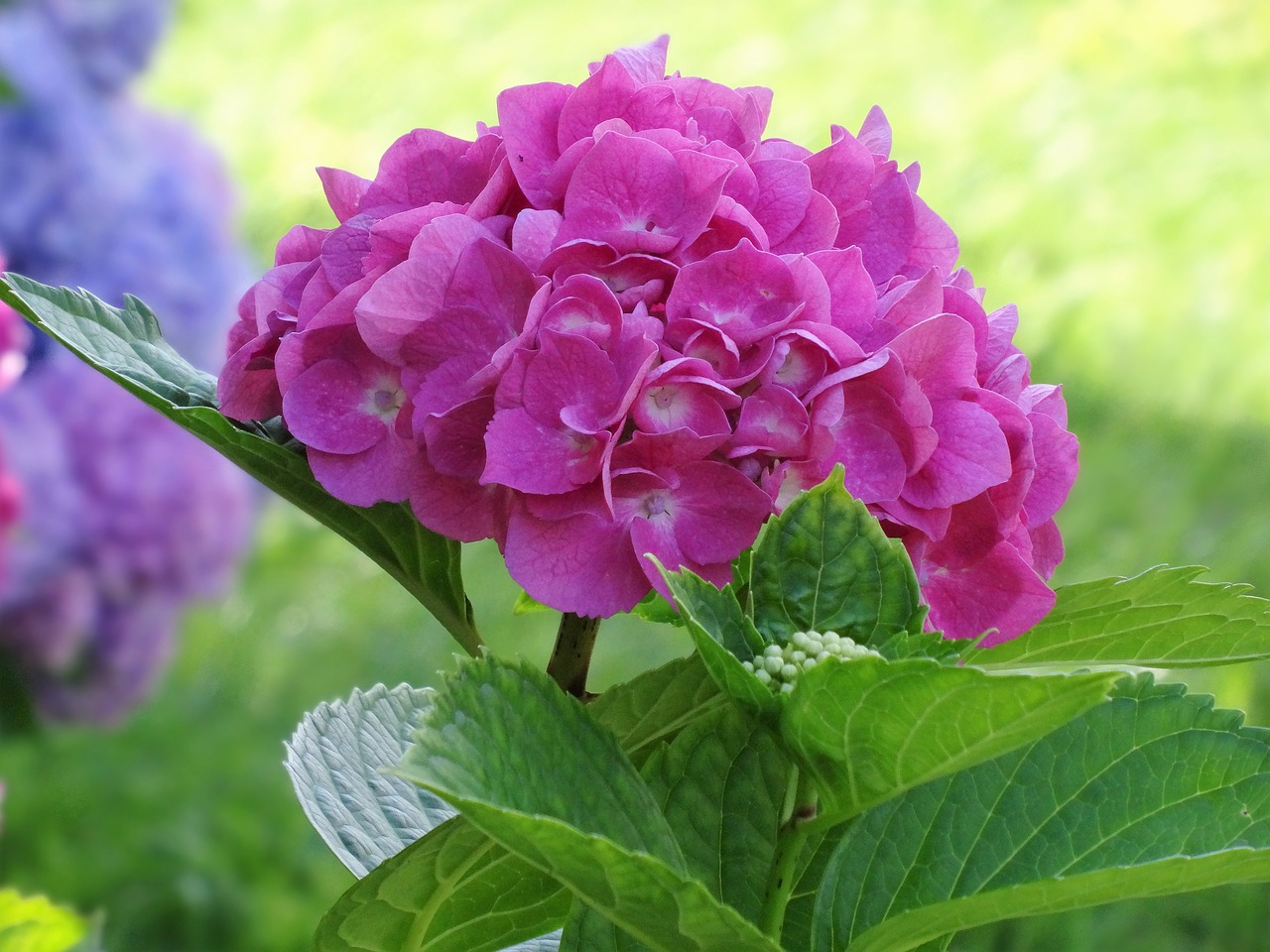 hydrangea pink flower flower free photo