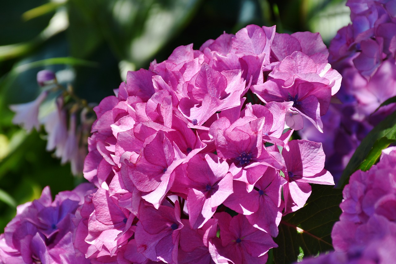 hydrangea flower summer free photo