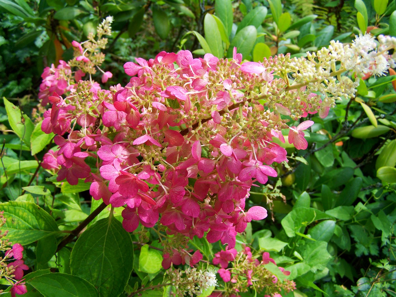 hydrangea pink summer flower garden free photo