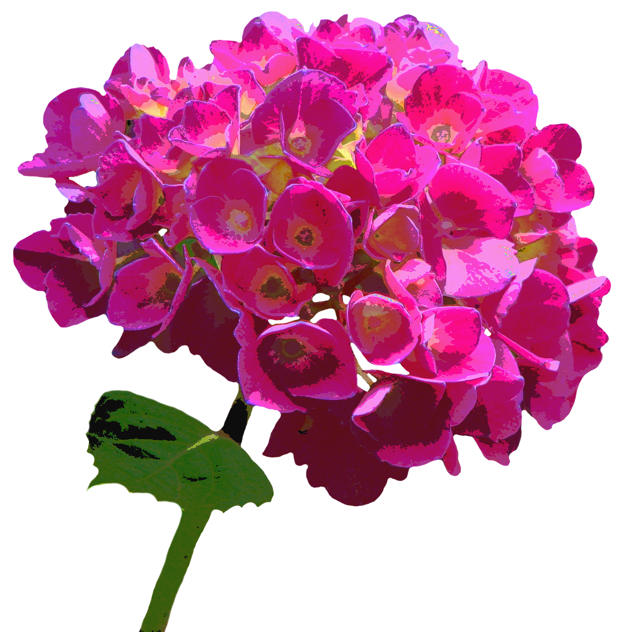 hydrangea blossom bloom free photo