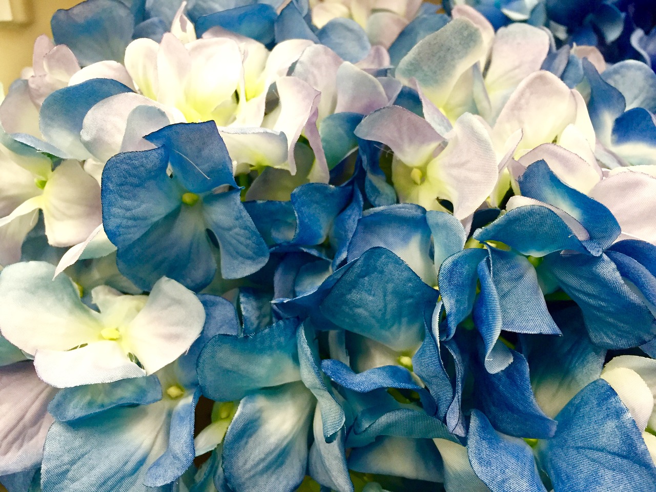 hydrangea blue white free photo