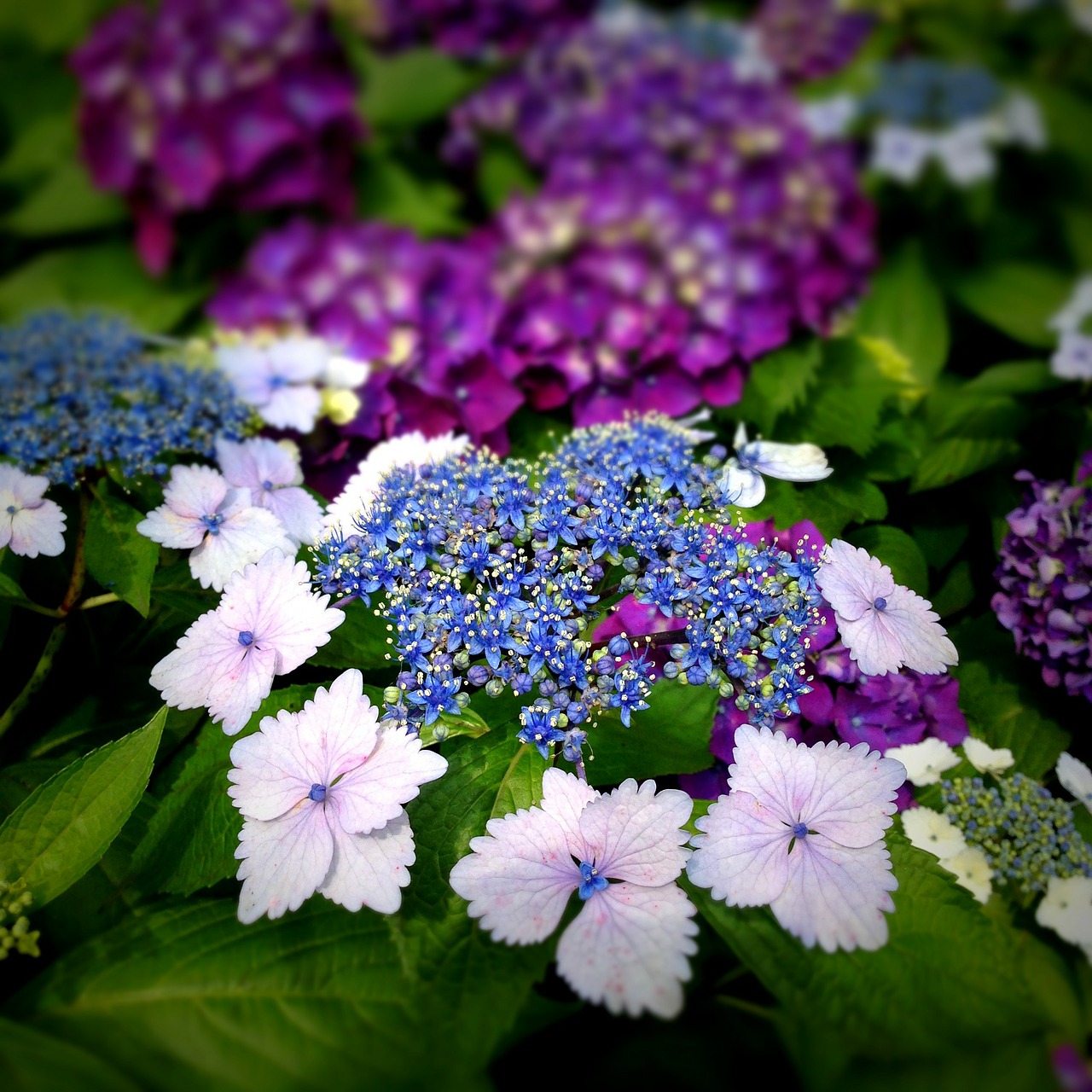 hydrangea flowers close up free photo