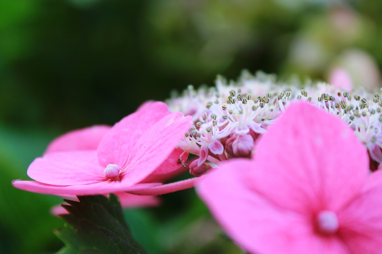 hydrangea flower bush free photo