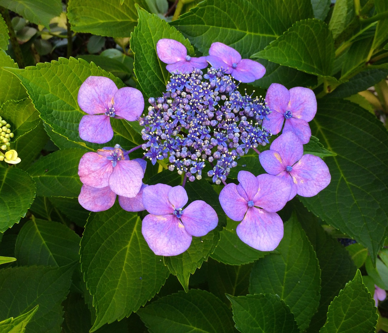 hydrangea flowers purple free photo