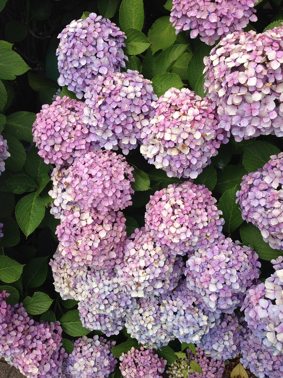 hydrangea flowers purple free photo