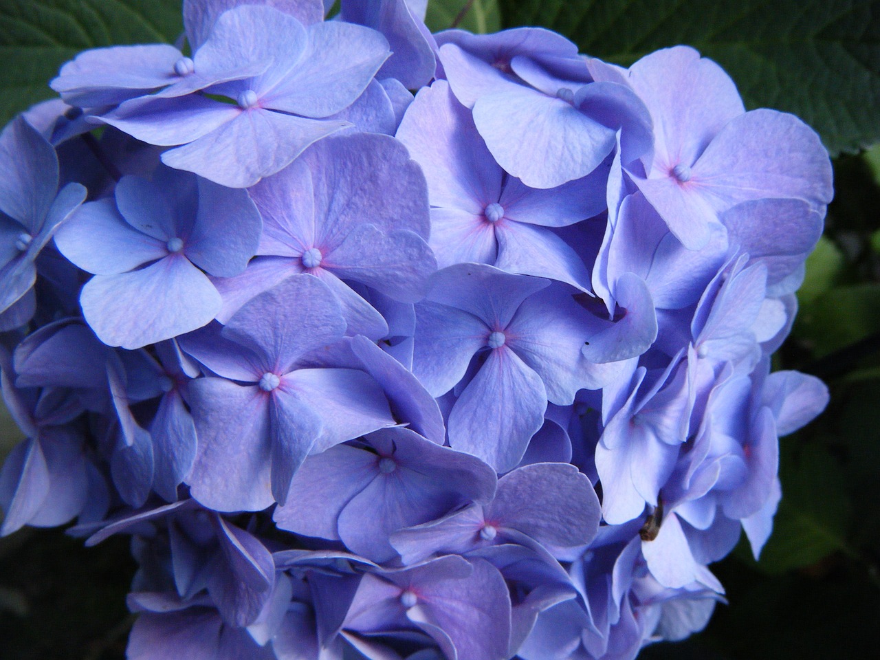 hydrangea blossom bloom free photo