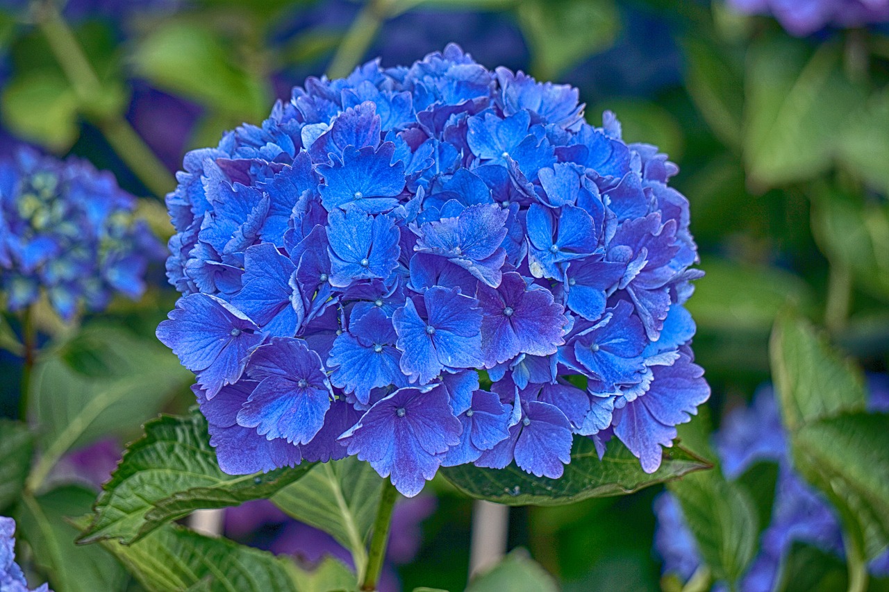 hydrangea flower flora free photo