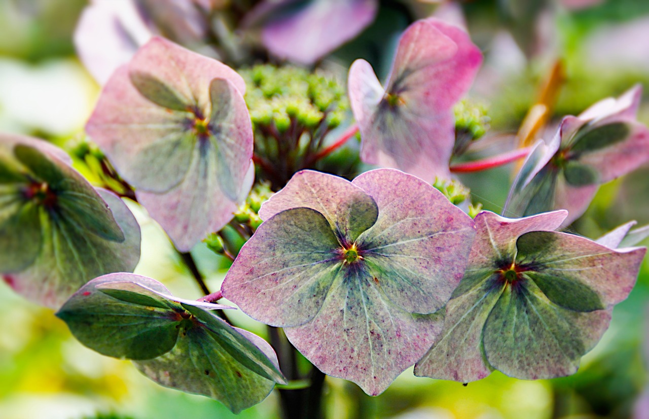 hydrangea flowers blue free photo