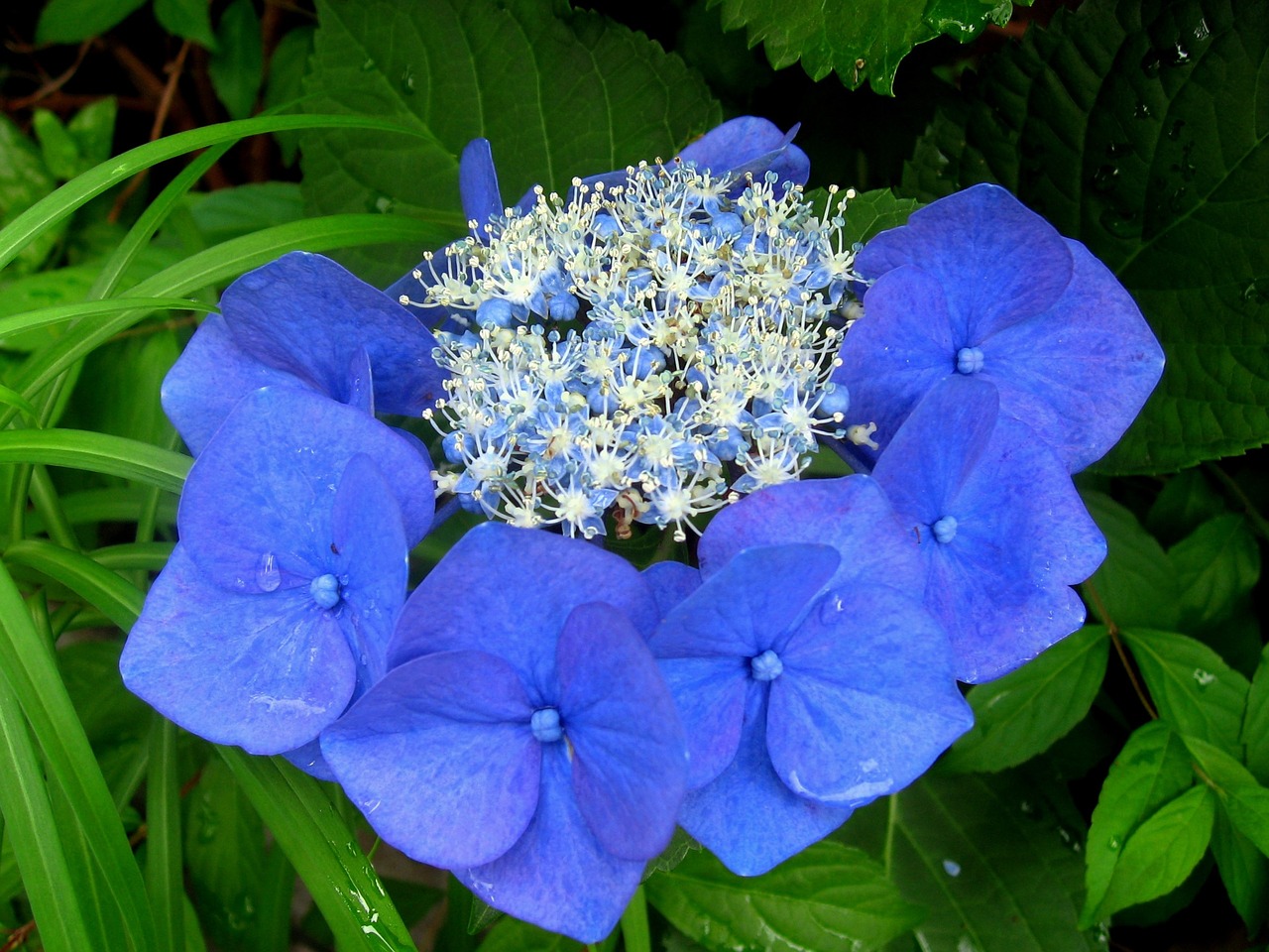 hydrangea rain drop of water free photo