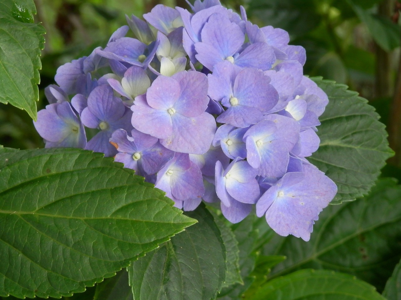 hydrangea blue flowrs free photo