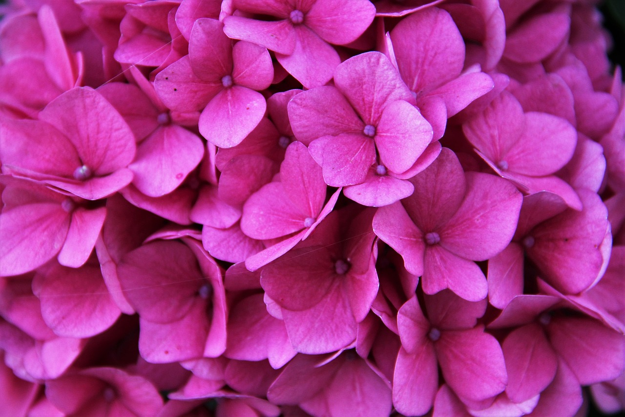 hydrangea blossom bloom free photo