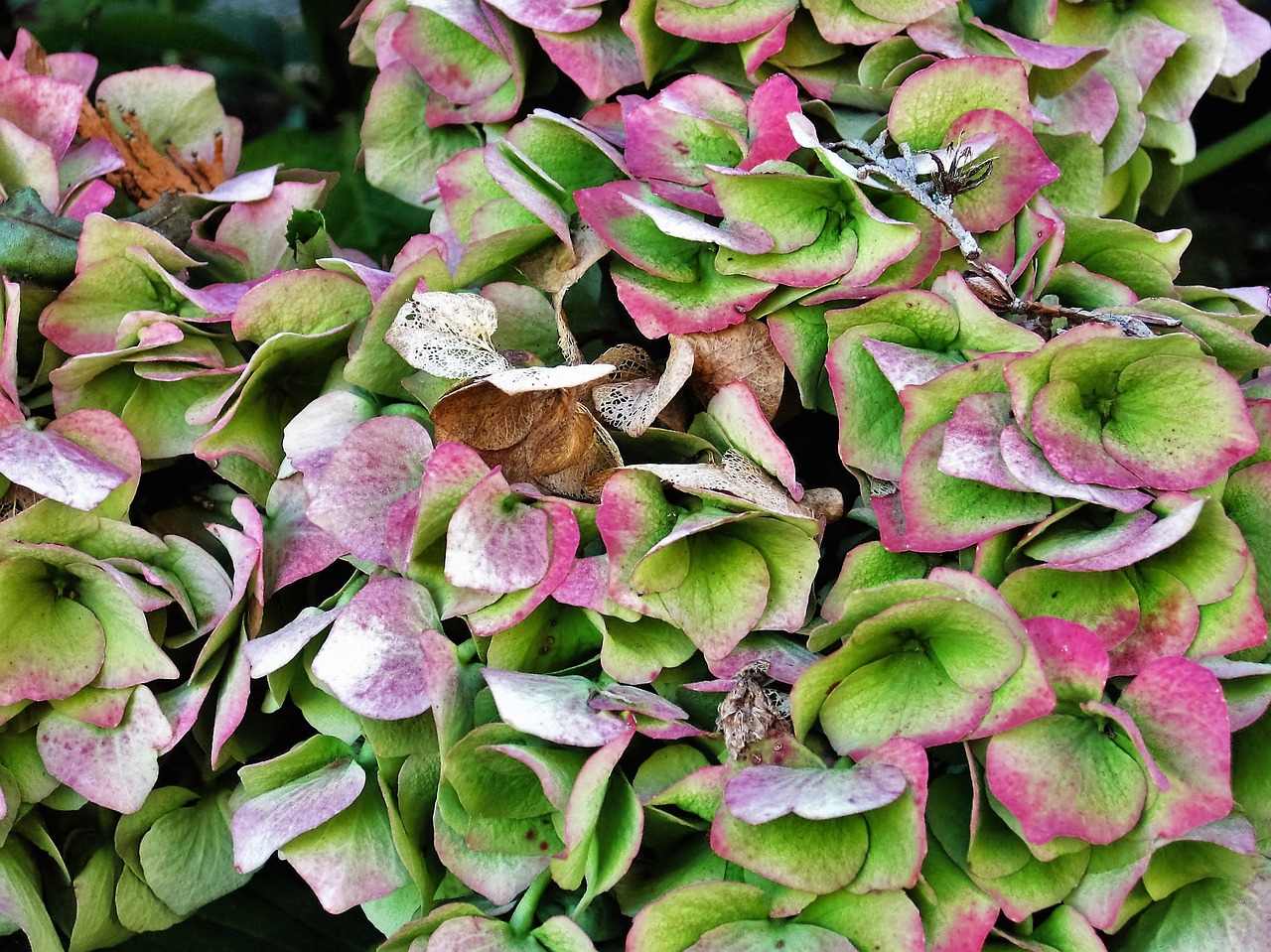 hydrangea blossom bloom free photo