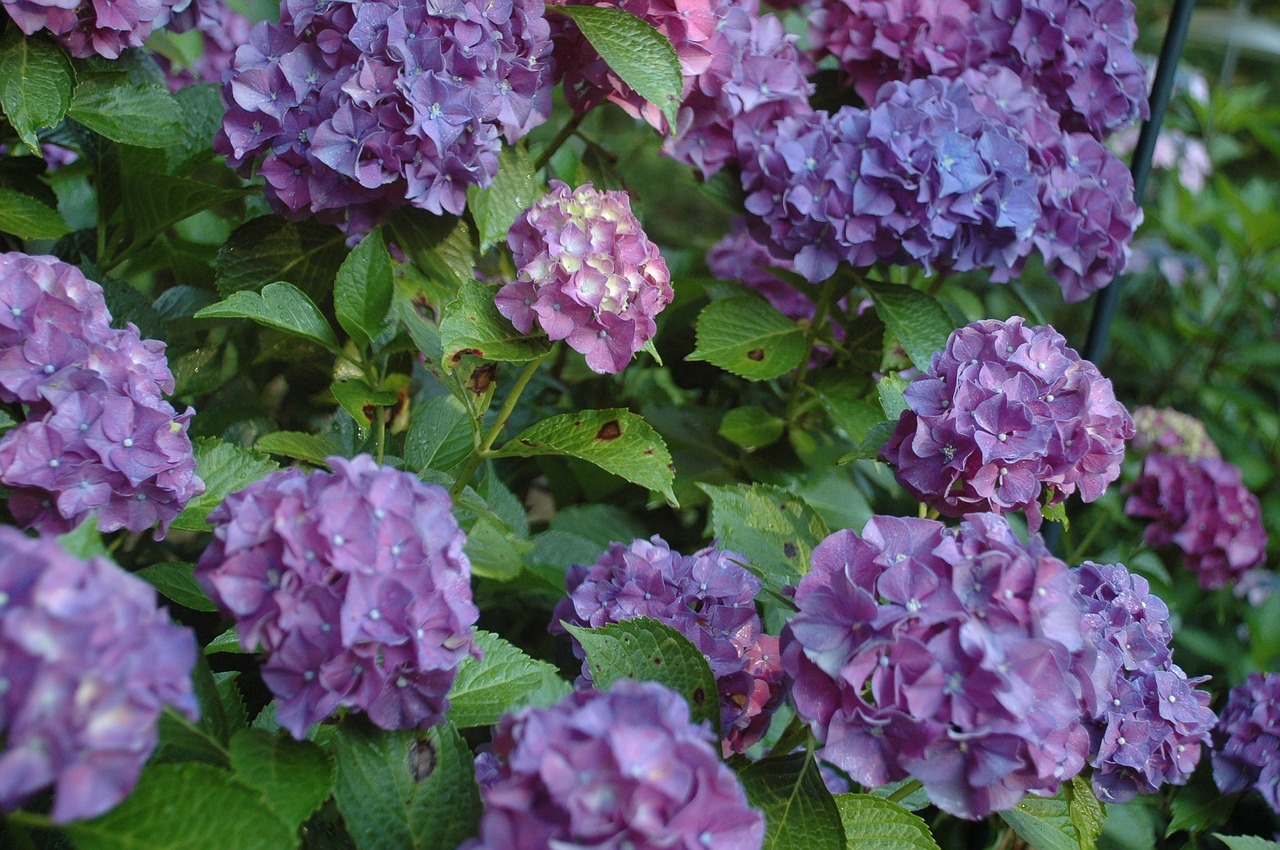 hydrangea purple flowers floral free photo