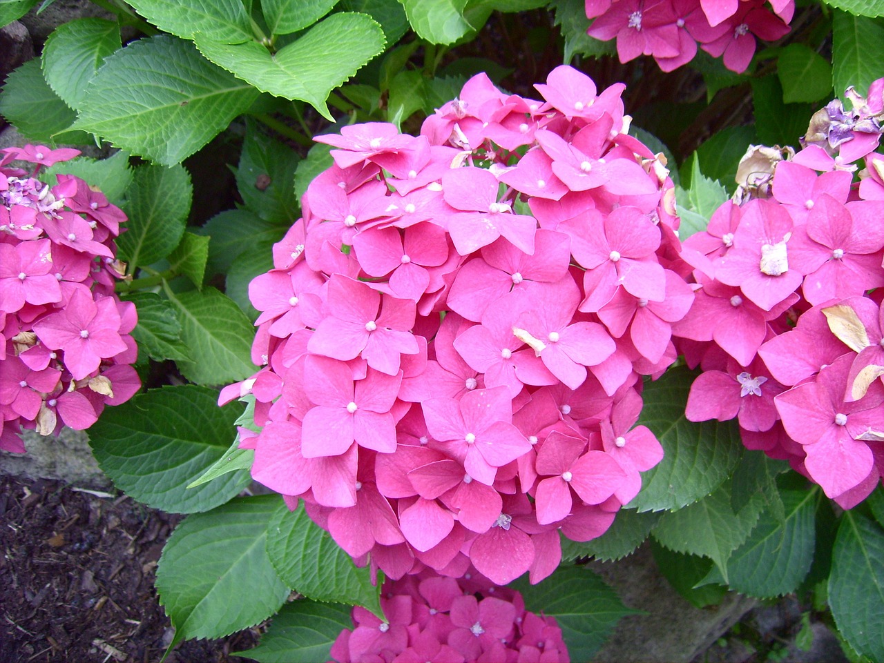 hydrangea flowers flower free photo