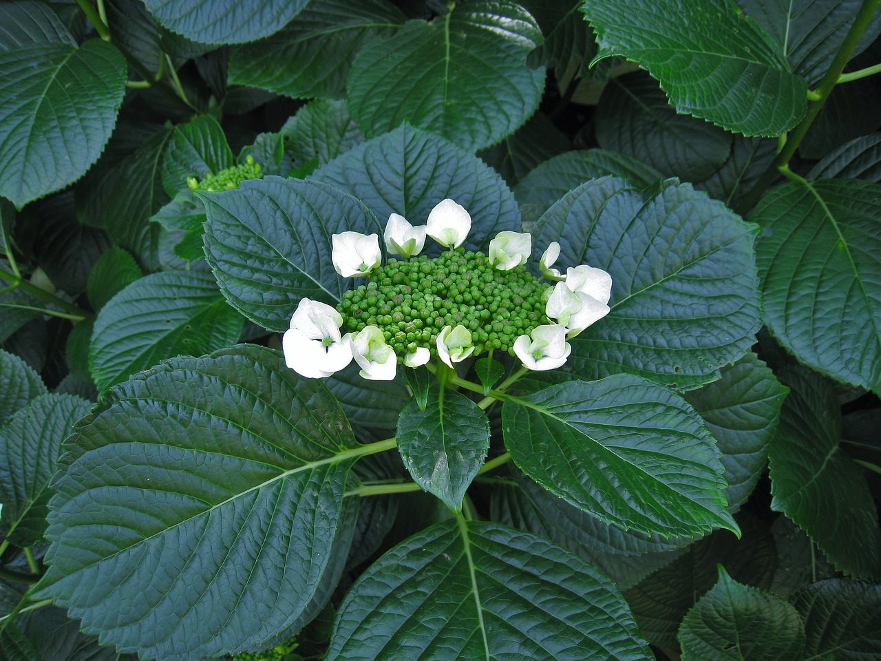 hydrangea white bud free photo