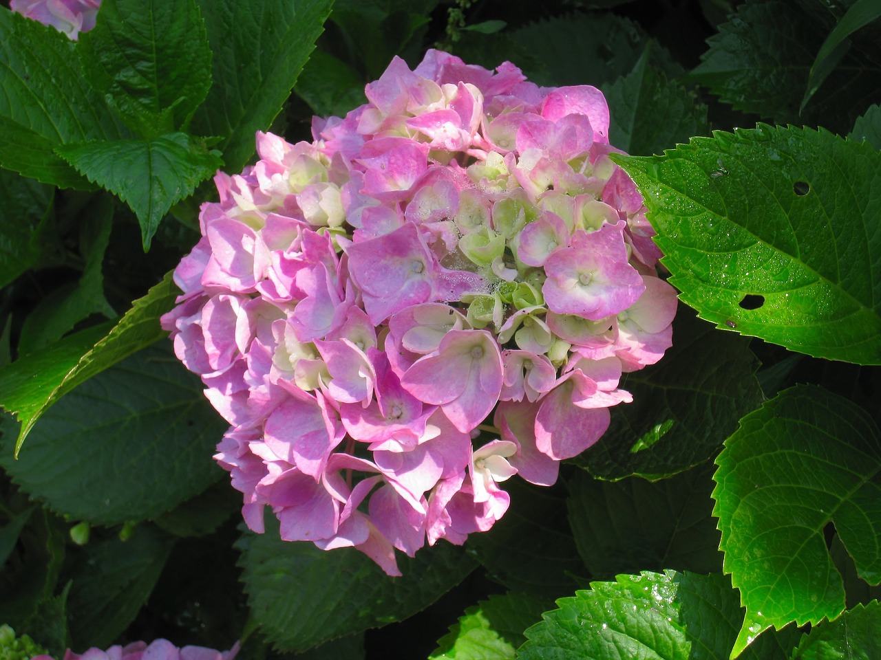 hydrangea pink leaf free photo