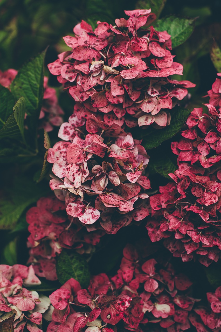 hydrangea red natural free photo