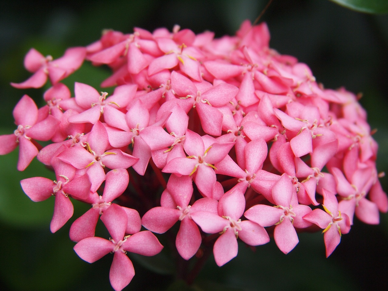 hydrangea pink flowers free photo